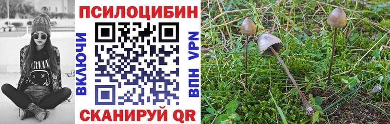 закладка  Родники  Галлюциногенные грибы Psilocybe 
